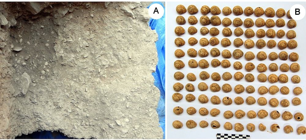 paleolithic snails