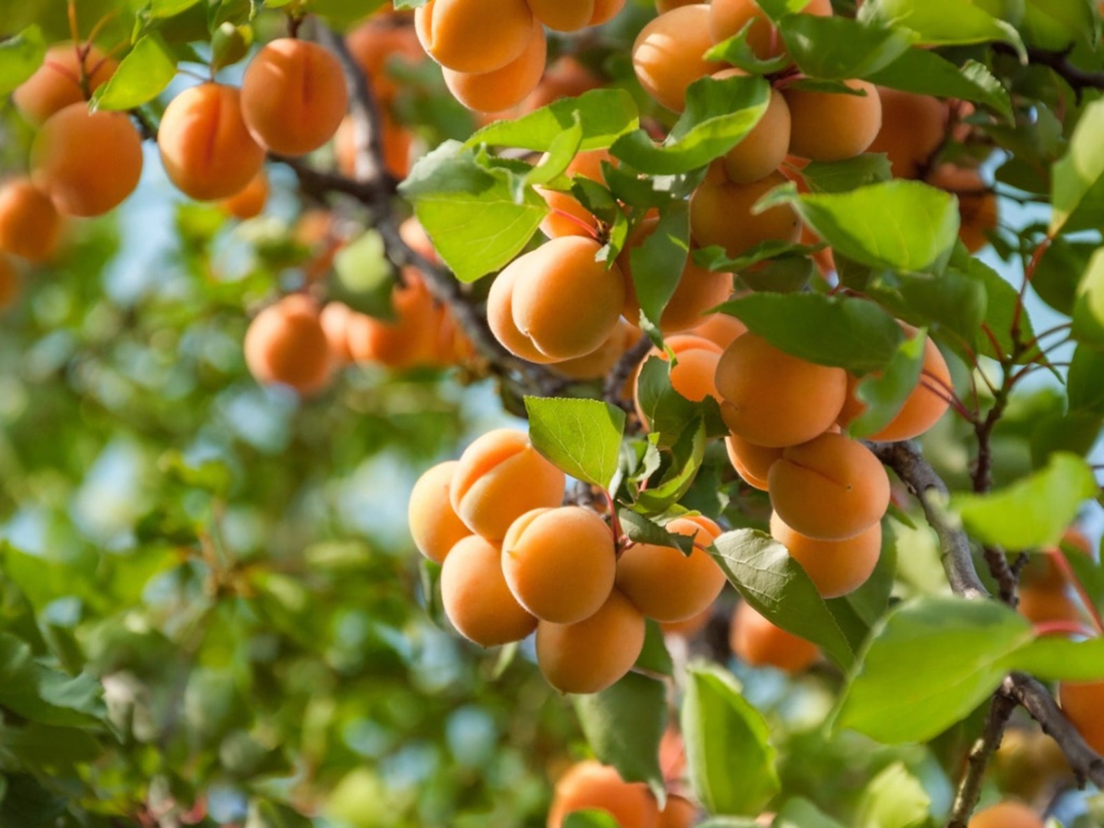 Katy Apricot Tree