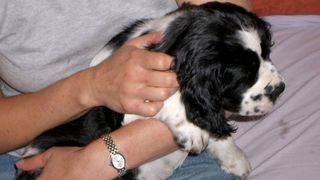 Monty the Spaniel as a puppy