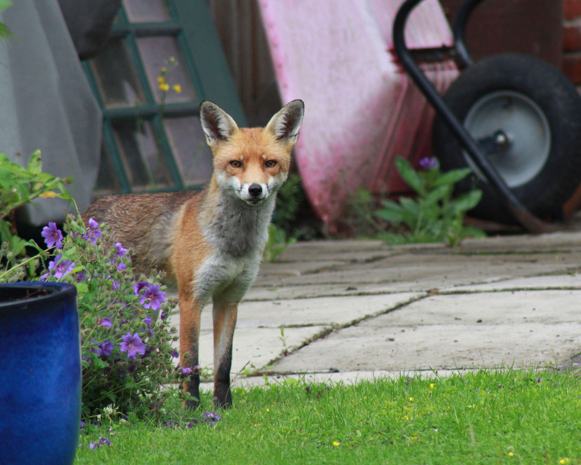 How to deter foxes from your yard and garden, without harming them