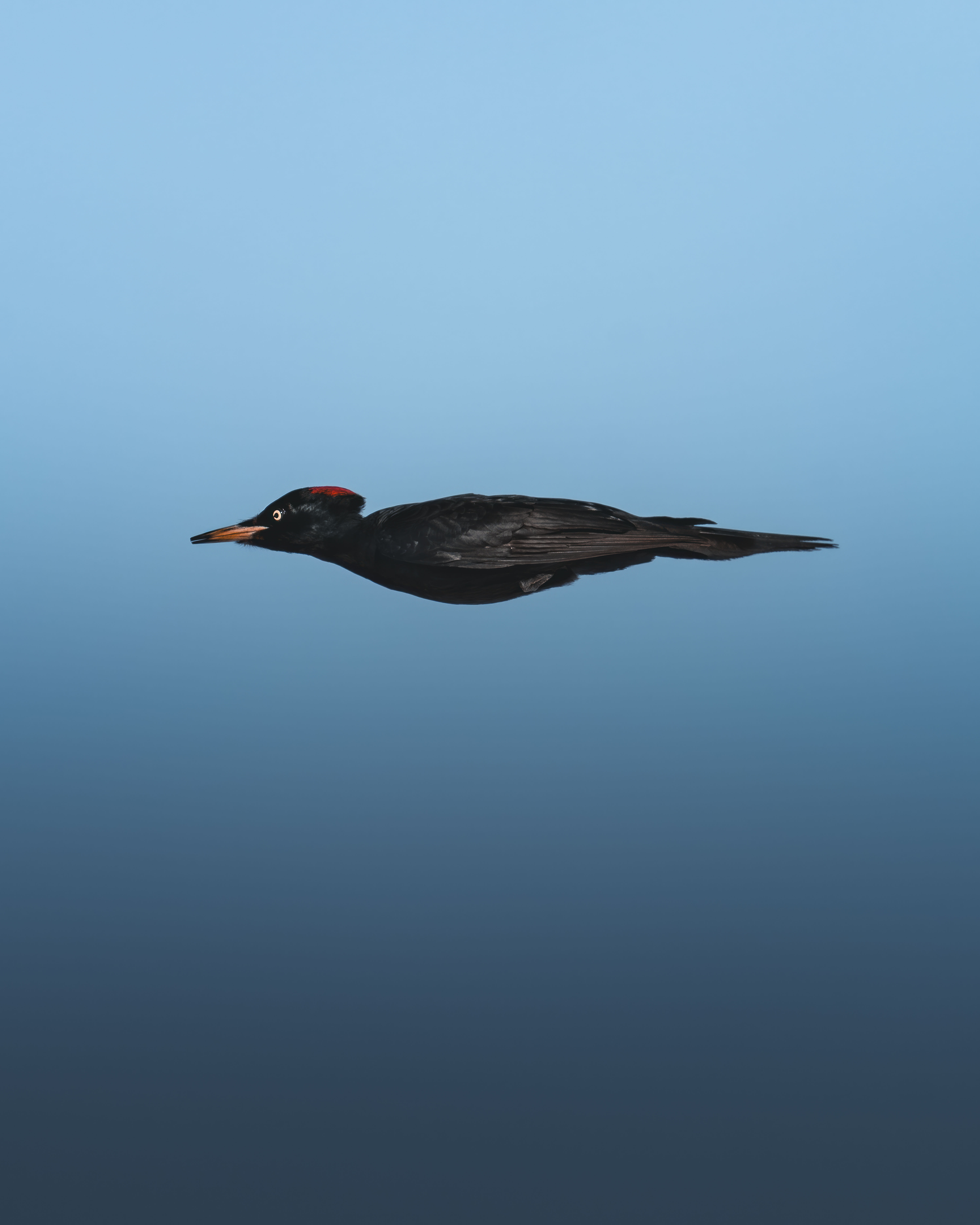 Black woodpecker in flight, just as it tucked its wings under its body, creating the perfect illusion of sheer speed.