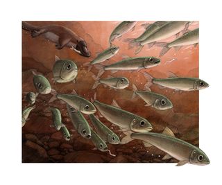 Artist illustration of a school of fish being chased by an extinct platypus.