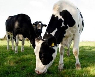 holsteins grazing