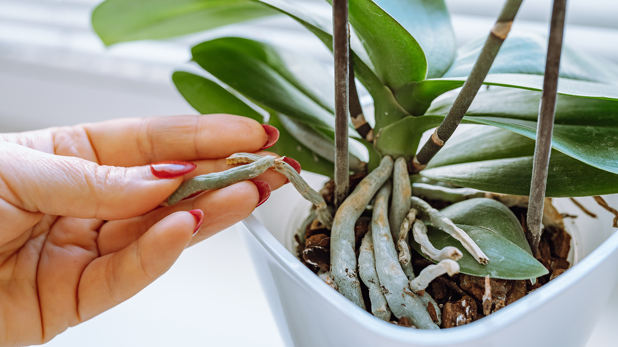 Orchid roots