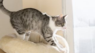 Cat kneads cushion