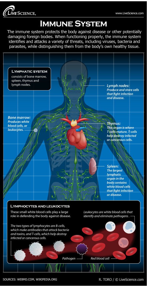 Human Immune System - Diagram - How It Works | Live Science