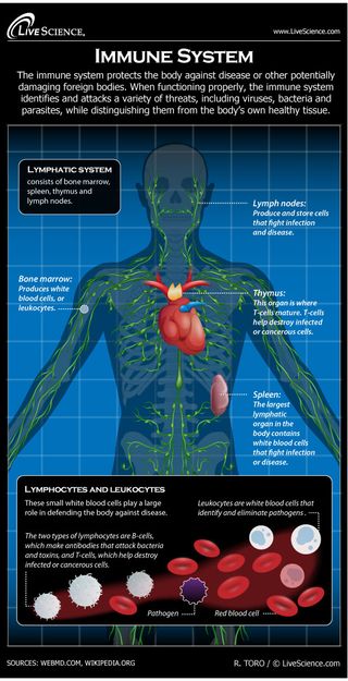 Infographic: How the human body's immune system works.