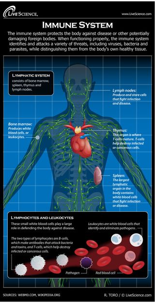 assignment 06.08 health and the immune system