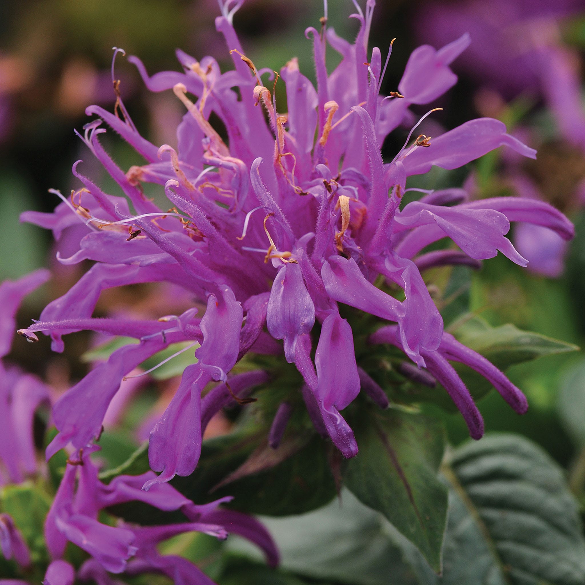 Balmy Lilac Monarda Didyma Plant