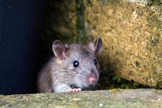 brown rat