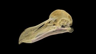 A digital image created by the micro-CT scan of the famous Oxford dodo.