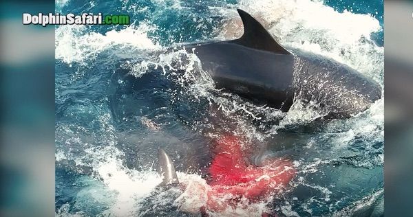 A false killer whale and its calf.