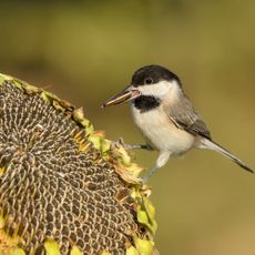 small bird with a seed in its beak standing on a sunflower seed head