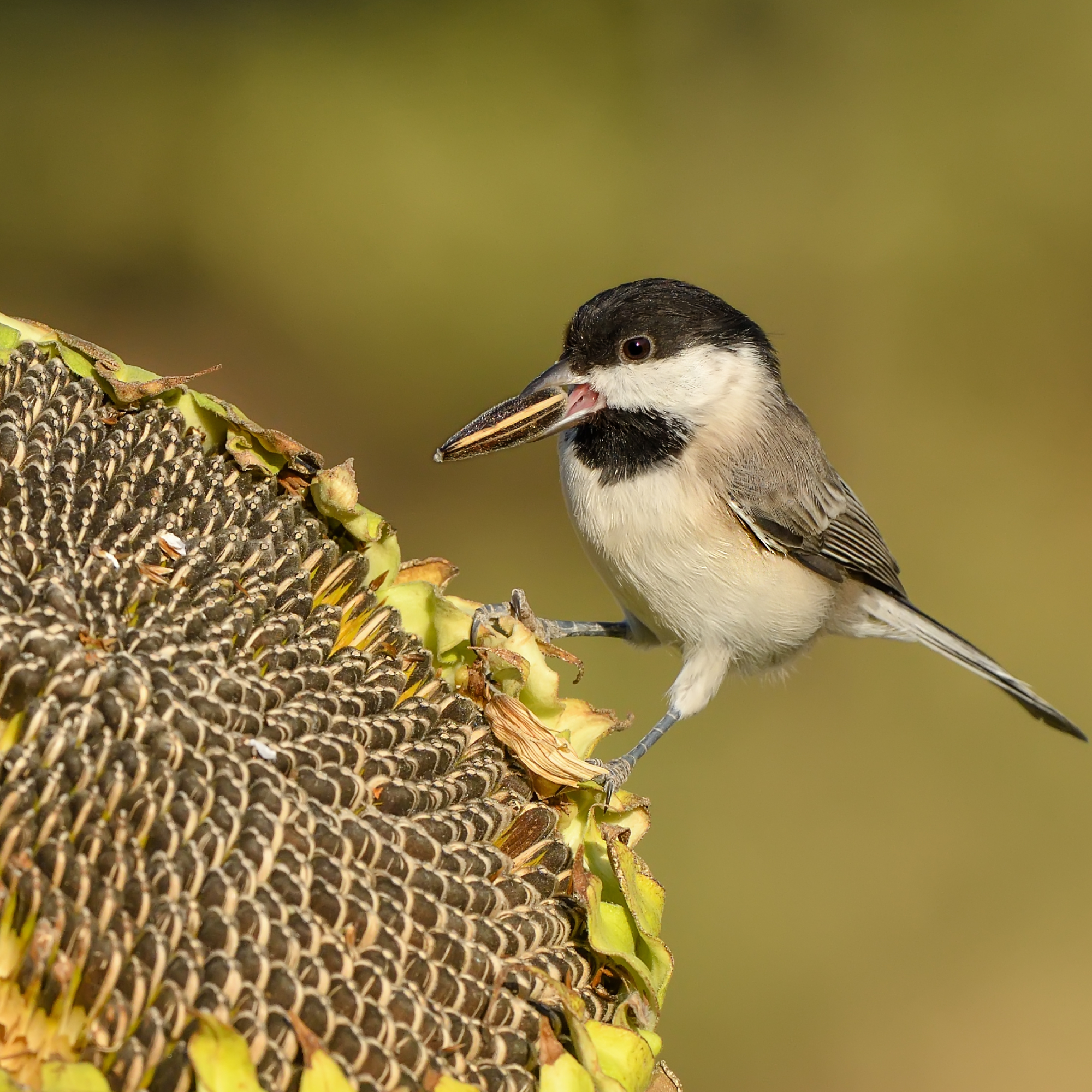 small bird with a seed in its beak standing on a sunflower seed head