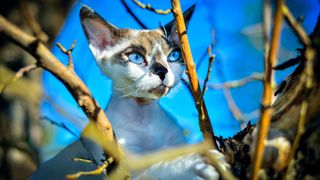 Devon rex cat with blue eyes up a tree