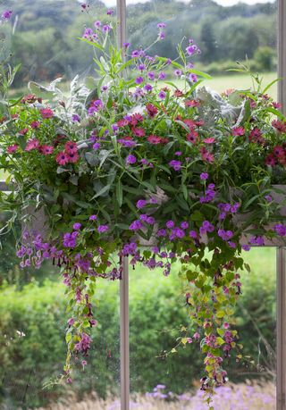 Pink and purple overflowing flower display in cottage-style window box