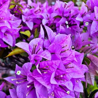 Bougainvillea Purple Plants 