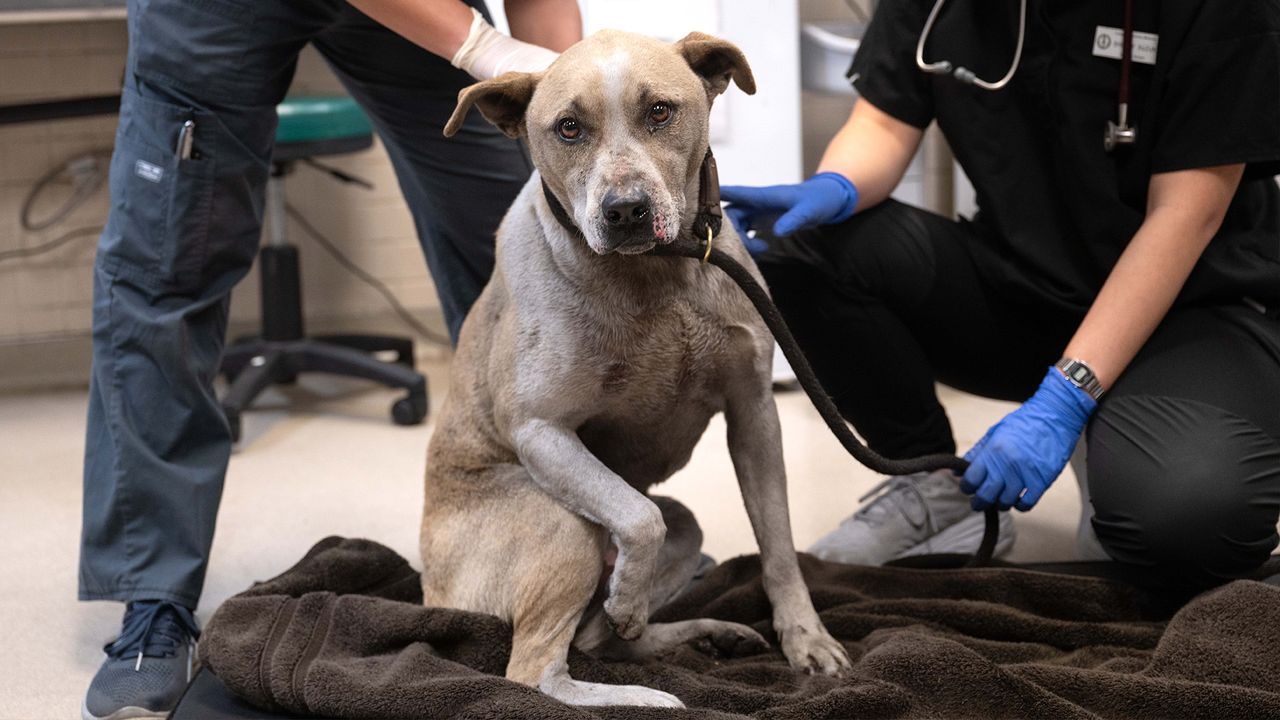 Dog with burnt paws due to the LA fires