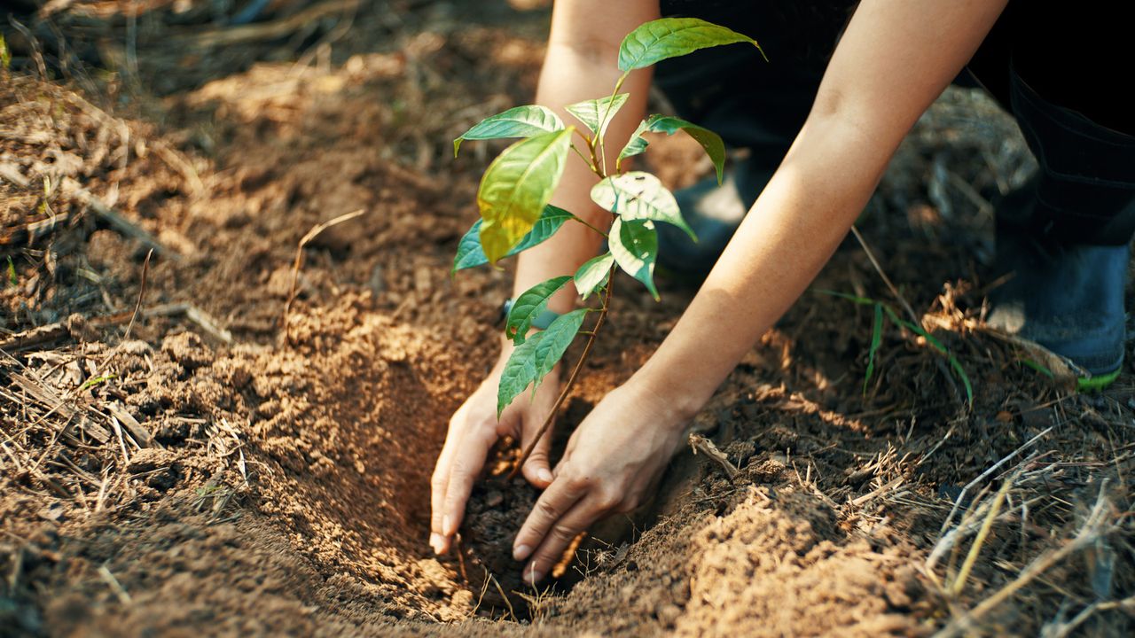 person planting a tree