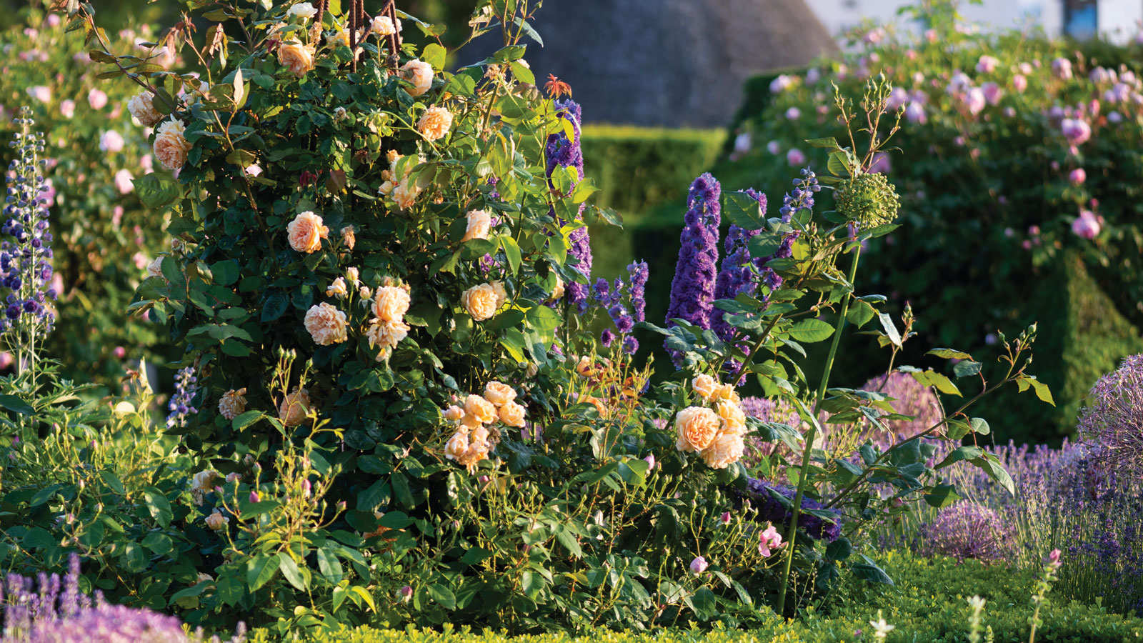 Cottage garden roses &#039;Crown Princess Margareta&#039; 