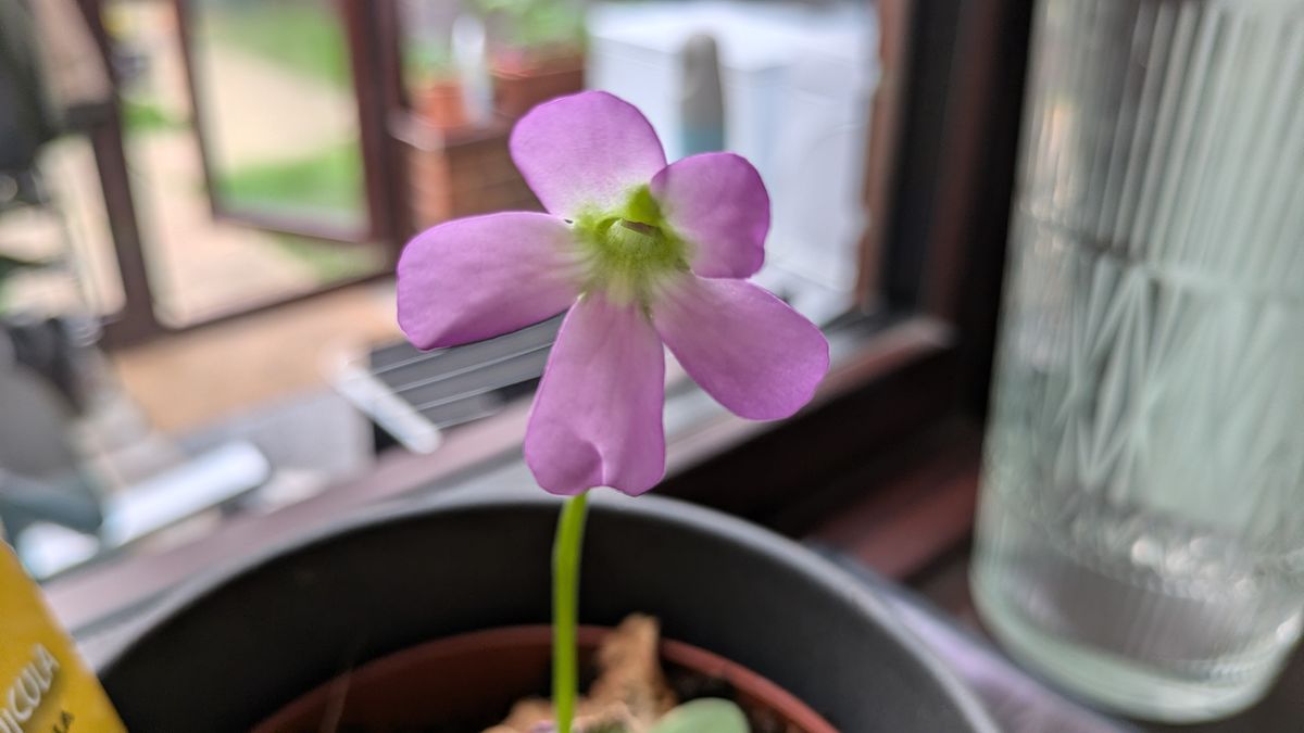 200 photos google pixel 8a vs google pixel 6 pro