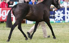 WHALTON LIMELIGHT Arab in Hand Champion at the Royal Highland Show 2013 Photograph by John Grossick 0771 046 1723