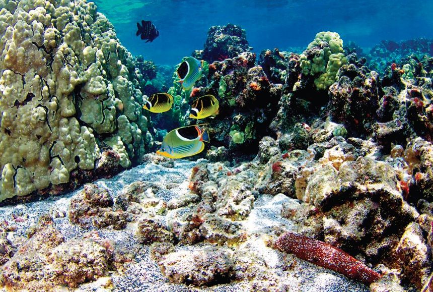 Hawaii reef