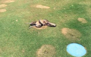 Giant Python Devours Wallaby on Golf Course