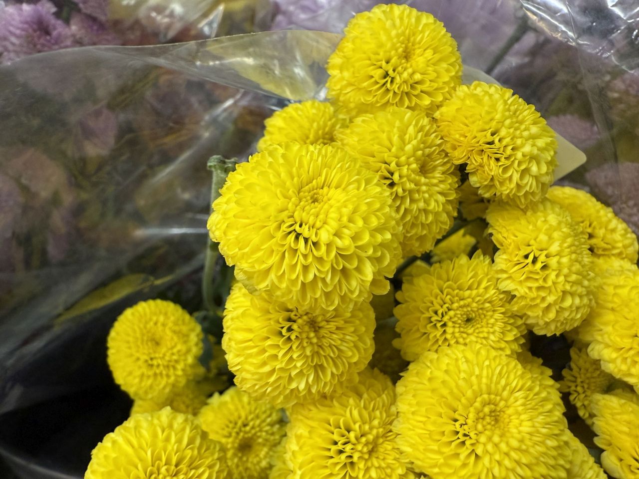 Apple iPhone 16 Pro Max macro sample.