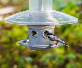 A black capped chickadee at a bird feeder without a catch tray