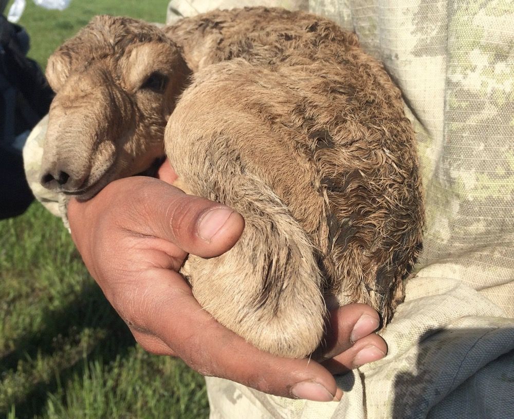 New born saiga calf nestling in the arms of a scientist.