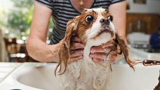 How to give a dog a bath