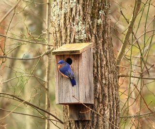 A bluebird perched on a birdhouse