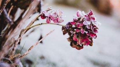 hydrangea covered in frost