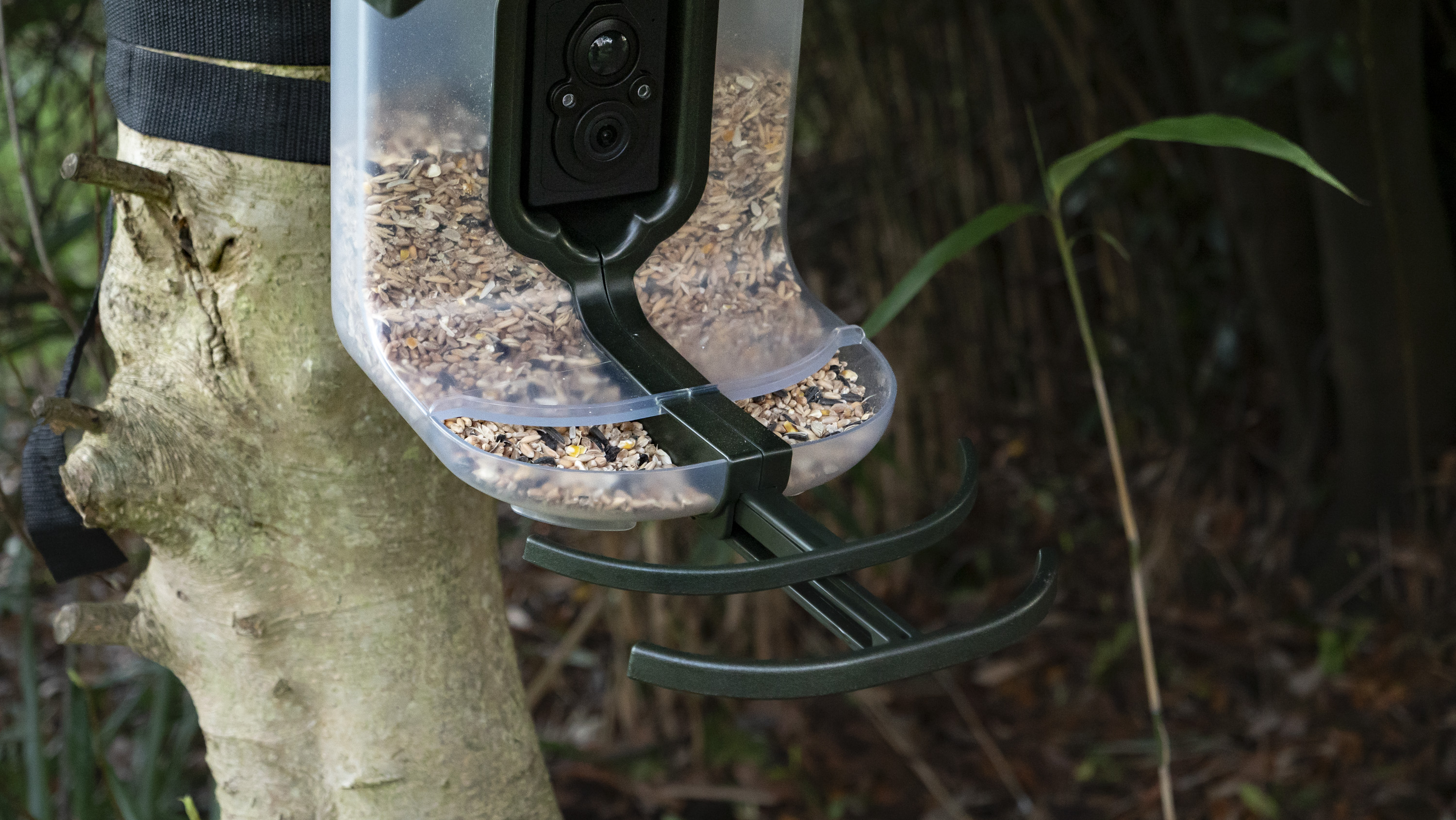 FeatherSnap Bird Feeder camera strapped around a tree with bamboo backdrop