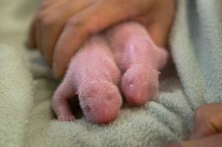The Zoo Atlanta's twin panda cubs looking snuggly on the day of their birth, July 15, 2013.