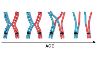 Researchers are investigating why chromosome segregation errors are more common among older moms.