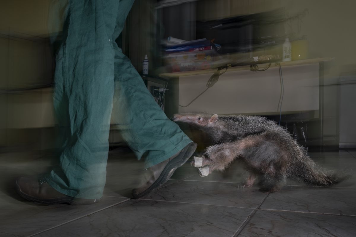 A winning image from the Environmental Photography Awards