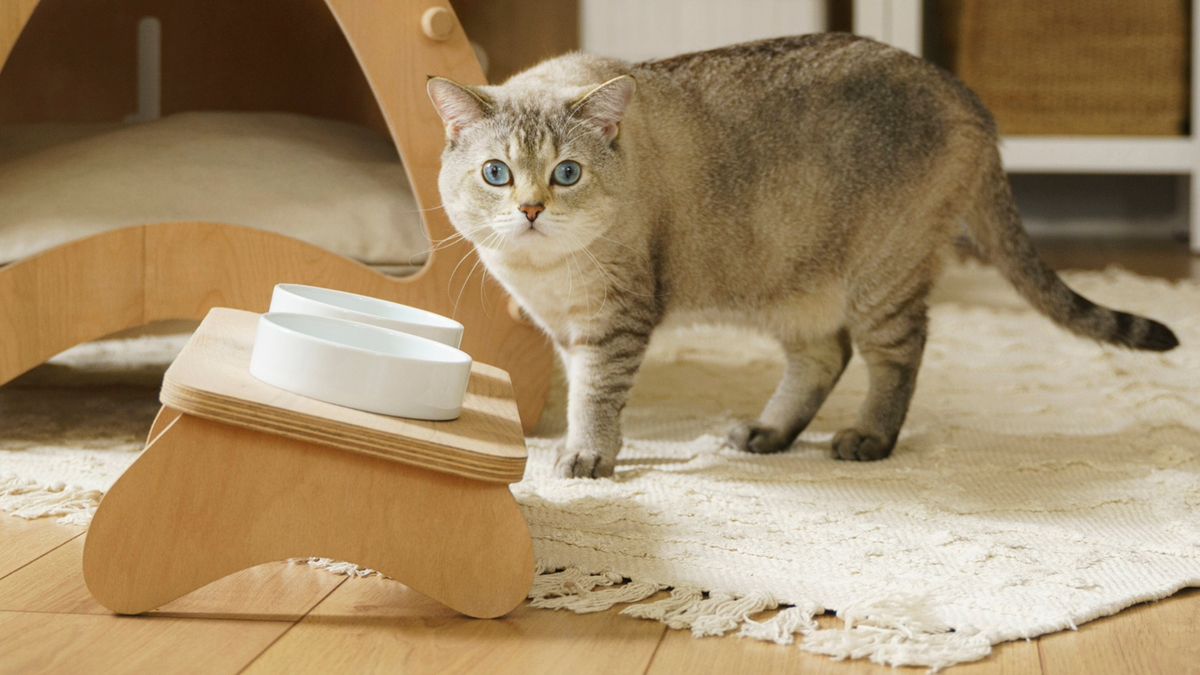 Cat standing next to a raised food bowl looking at the camera