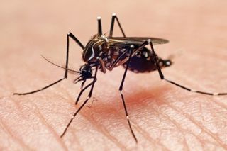 Aedes aegypti causing dengue fever