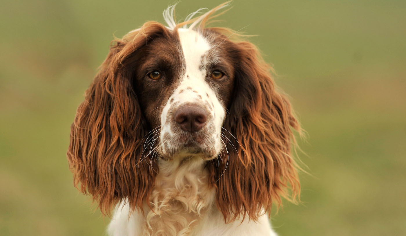 Beautiful liver and white springer spaniel head