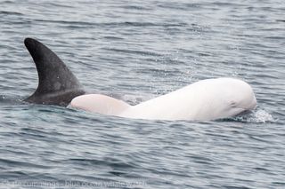 Before the 2017 sighting, Cummings and her crew hadn't seen this albino dolphin since Sept. 29, 2015.
