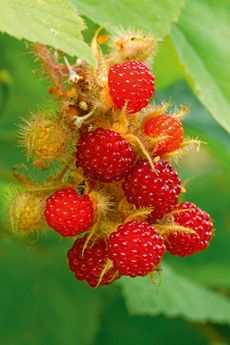 Japanese wineberry (Rubus phoenicolasius)