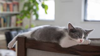 kitten asleep on chair