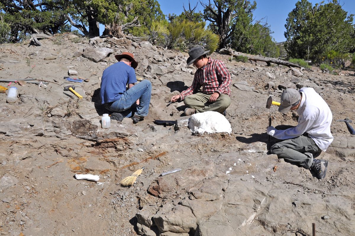 Photos: Spiky-Headed Dinosaur Found in Utah, But It Has Asian Roots ...