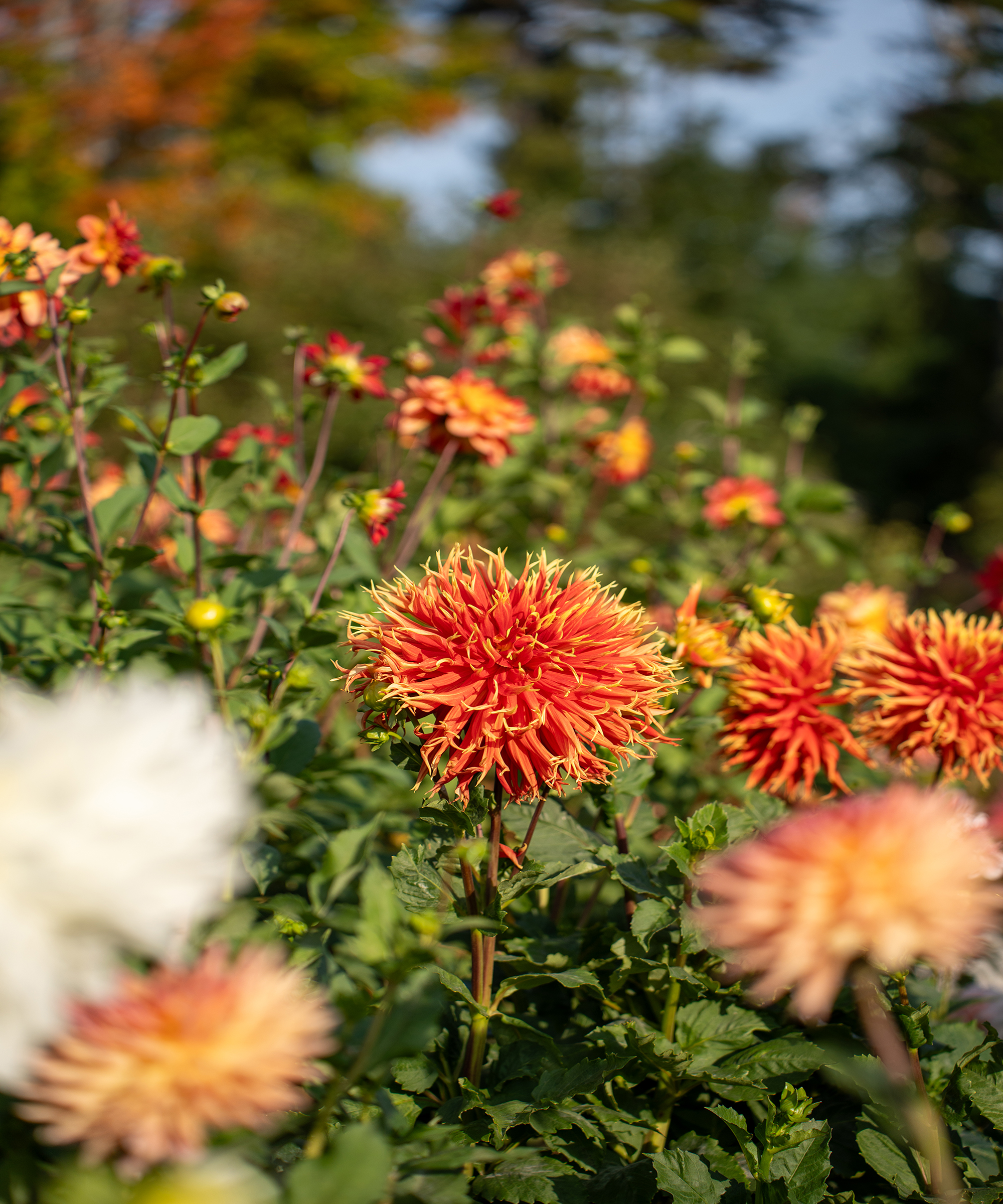 Orange dahlias at the Coastal Maine Botanical Gardens