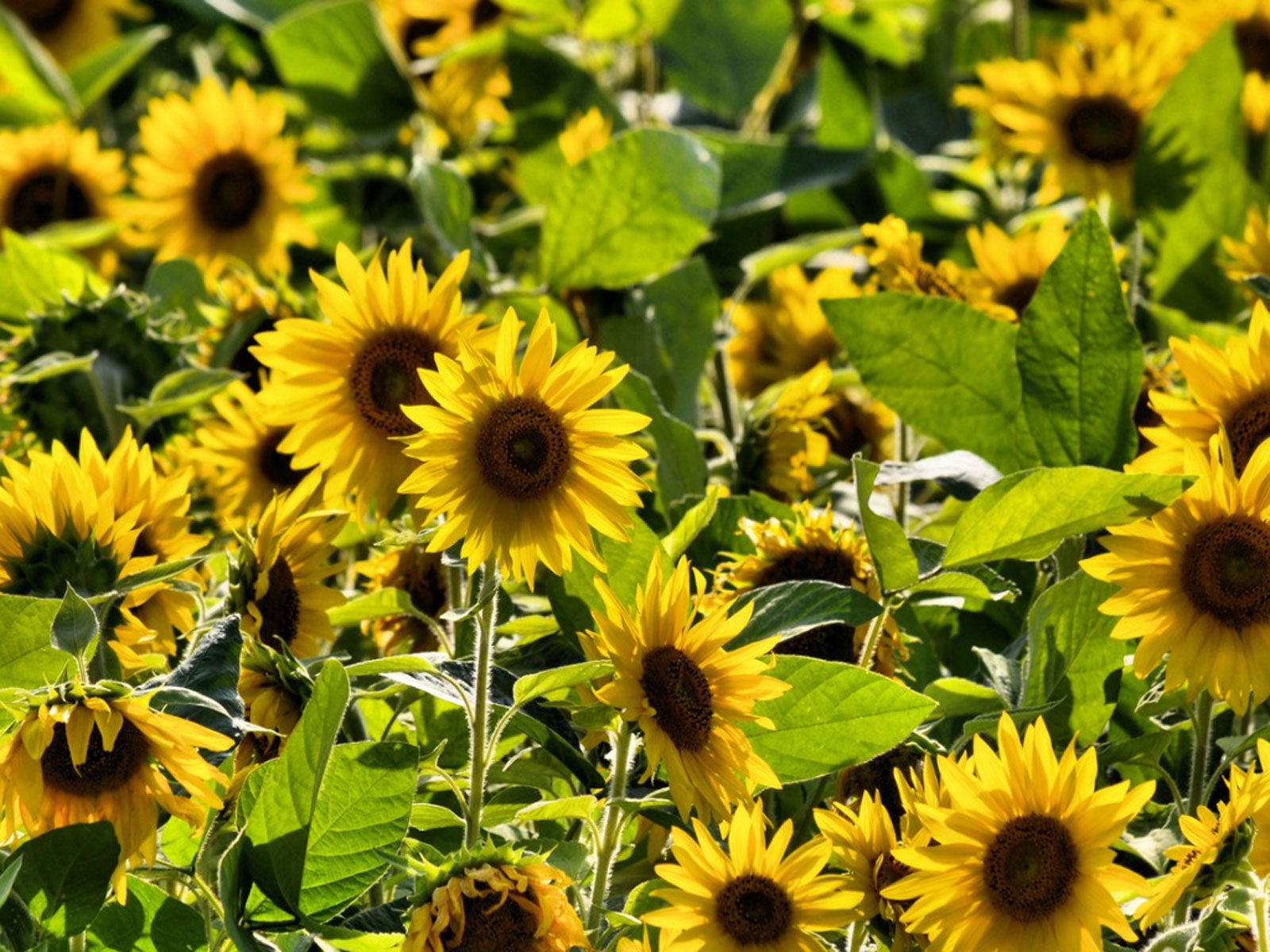 Field Of Sunflowers