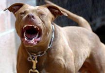 pit-bull.jpg