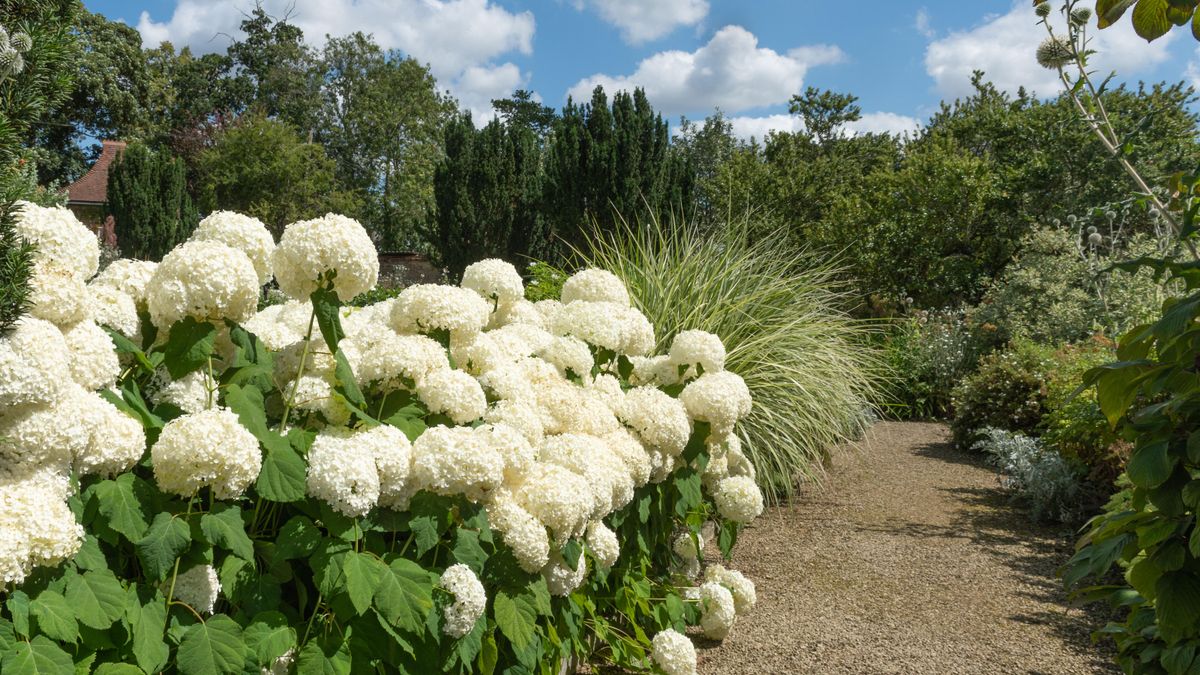 Image of Hydrangea paniculata little quick fire shrub in front of white picket fence
