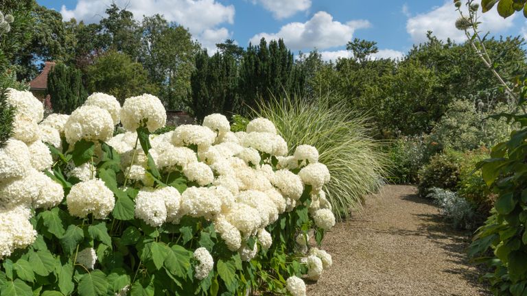 landscaping with hydrangeas